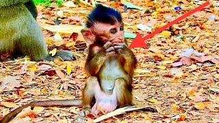 Millions cute adorable baby monkey happy with he fruit just giving
