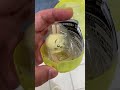 ちいかわガチャで謝罪案件② #shorts #ちいかわ