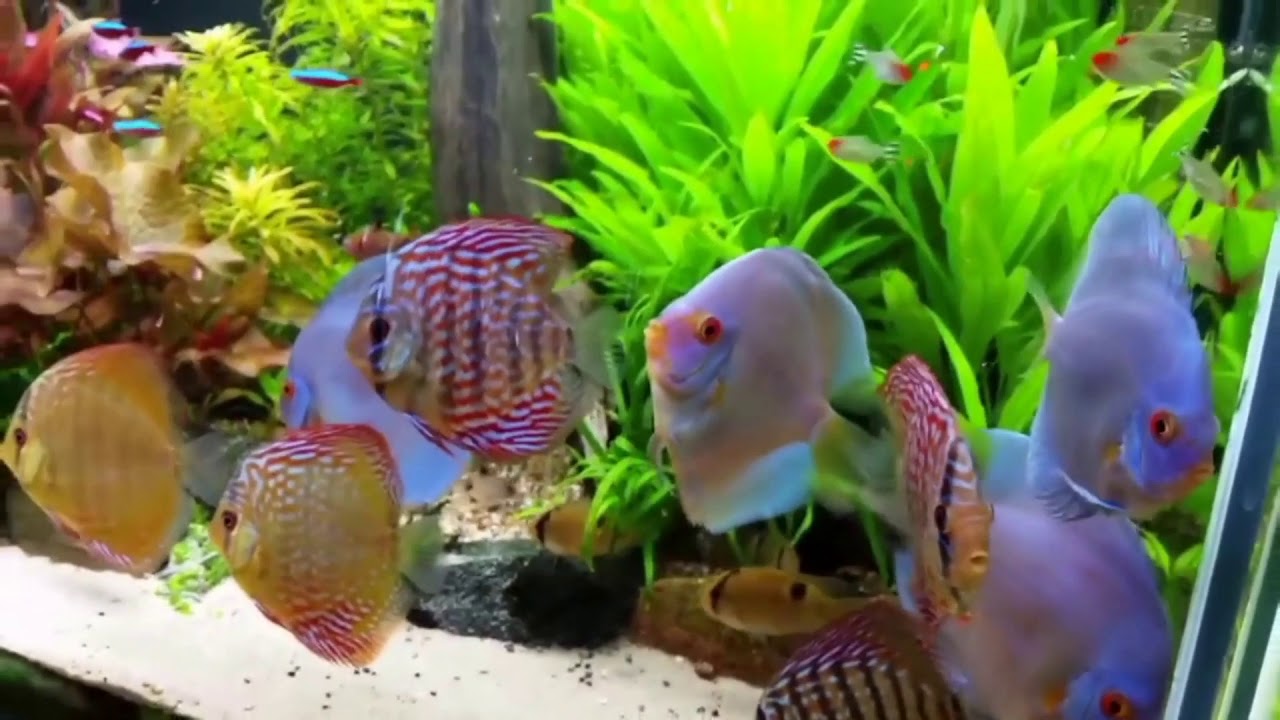 Discus Fish Growth Chart