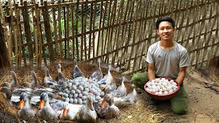Harvest cucumbers go to market sell, Build nests ducks lay, harvest duck eggs. 2 Year Live in forest