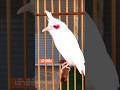 💎Bird Singing🥰 ch&agrave;om&agrave;oh&oacute;t #คนรักนกแดนสะตอ #birds