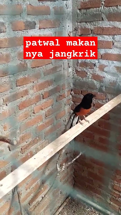 murai batu isian sirine #shorts #muraibatu #ternakmuraibatu #muraibatugacor #kicaumania