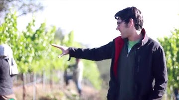 Notes From the Winemaker - Leaf Pulling/Cluster Thinning