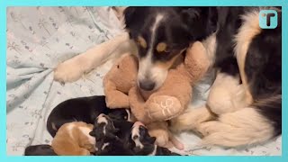 Sweet Momma Dog Keeps Stealing Stuffed Toy To Comfort Newborn Puppies