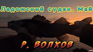 Так рано😳 Ладожский судак подошёл. #zanderfishing #рыбалка #рыбак