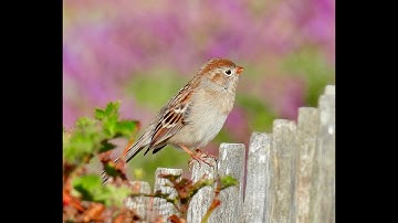 FIELD SPARROW