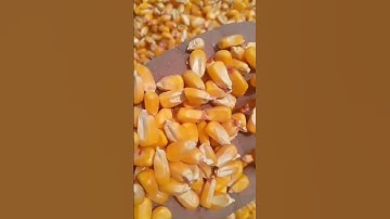 good quality maize for poultry feed, #maize #corn #poultry #feed #poultryfeed #youtubeshorts #viral