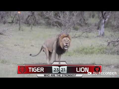 lion vs tiger --- ვეფხვი VS ლომი