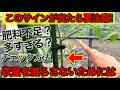 トマトの肥料不足・肥料過多のサインと見分け方。簡単な対処方法
