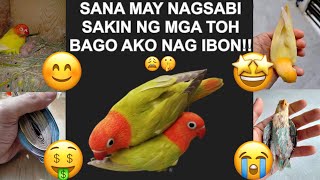 Mga Bagay Na Sana Nasabi Sa Akin Bago Ako Nag Ibon | Naging Newbie Din Ako Noon  AFRICAN LOVEBIRDS