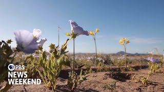 Scientists study rare bloom in the Atacama Desert, one of the driest places on Earth