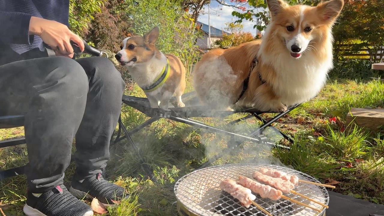 犬達と一緒に新居の庭で『バーベキュー食べ放題』してみた結果…