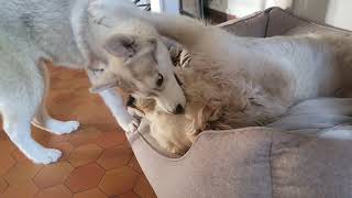 Jeune husky qui joue avec un vieux golden retriever