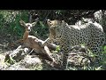 Leopard plays deadly 'cat and mouse' with baby Impala