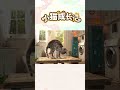 狂欢前奏：意外风暴来袭 #cat #pets #貓咪日常