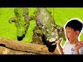 악어 먹이주기! 예준이의 태국 동물원 코끼리 호랑이 어린이 동물 체험 키즈 테마파크 놀이공원 Funny Kids Play Zoo Feeds Animal Video