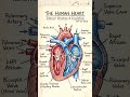 diagram of heart for #class10 #science #school #biologynotes #biologyclass #2026 #jkbose #cbseboard