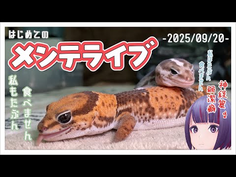 【メンテライブ #1】はじめてのメンテライブなんです！！！【爬虫類/レオパ/ニシアフ/生き物系Vtuber/メンテLIVE/メンテナンスライブ/VTuber個人勢/個人VTuber】