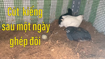 Nuôi Cút kiểng tự ấp trứng sau một ngày ghép đôi