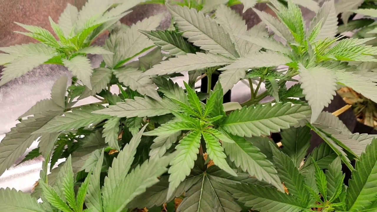 Mars Hydro SP250 Review with Cookies Gelato #2