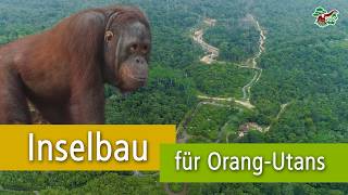 Zurück in die Freiheit: Die Orang-Utan-Inseln von Borneo