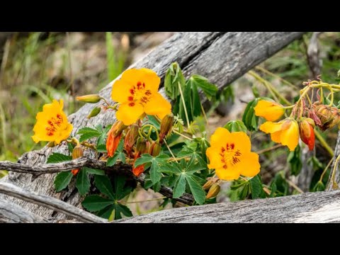 تصویری: چمنزار چمن (13 عکس): علفزارهای چندساله و یکساله چمنزار ، شرح. چرا به ترکیب دانه ها اضافه می شود؟ مزایا و معایب