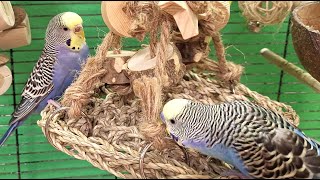 7 Hours Of Budgie Sounds For Relaxation