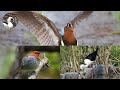 【野鳥観察】まんまるコマドリ登場!長野遠征&夏の農耕地ぶらぶら探鳥記録! Vlog81