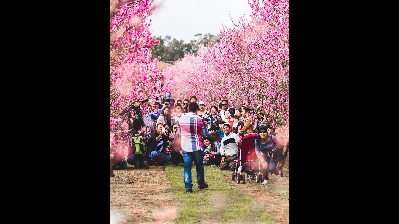Saku Blossom Festival 2019 by S&R Orchard Perth