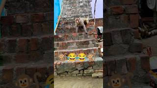 Bandar ki viral video monkey comedy video #monkey #tranding #viralvideo