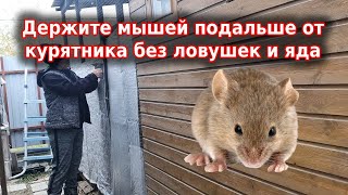 видео: Как избавиться от мышей быстро и навсегда картинка: Как избавиться от мышей быстро и навсегда