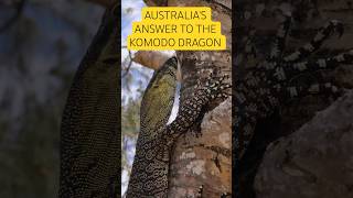 The Komodo Dragon's Little Brother #nature #wildlife