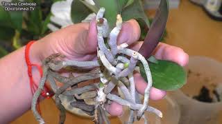 видео: Преображение чужой орхидеи  Длинношеея ВОЗРАСТНАЯ ОРХИДЕЯ с деткой. картинка: Преображение чужой орхидеи  Длинношеея ВОЗРАСТНАЯ ОРХИДЕЯ с деткой.