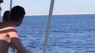 Дельфины Остров Тиран Шарм-эль-Шейх Египет Красное море | Dolphins Tiran Island Egypt