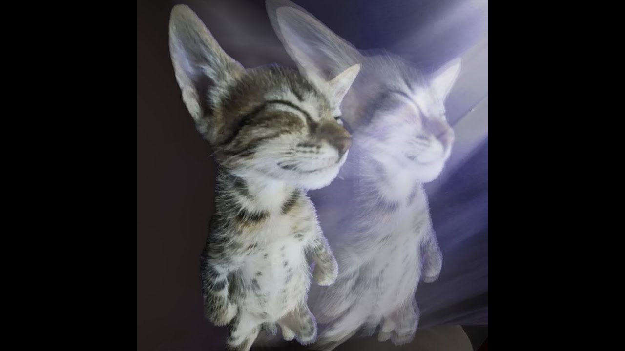 [free] nettspend x feng x saam sultan Type Beat 