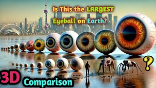 Eye ball size comparison | Eye ball size #eyeball #sizecomparison #eyesize