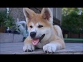 Akita from puppy to adult