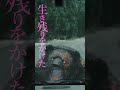 【1.23(金)遂に公開】映画『ヒグマ!!』予告編 |主演・鈴木福