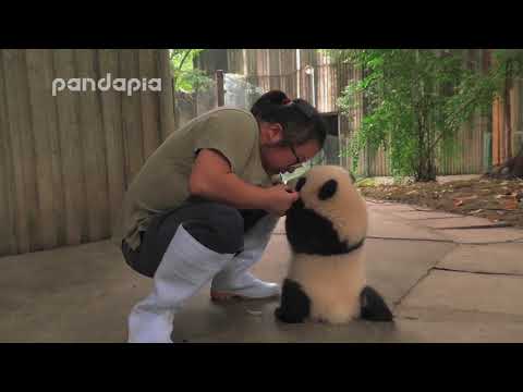 keeper encourages the panda cub to walk