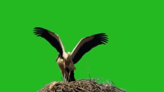 ФУТАЖ Аисты (хромакей) - Footage Storks (chromakey)