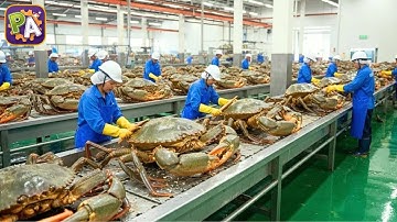 Millions of Mud Crabs Raised in Boxes for Food | Inside Asia’s Crab Mega Farms