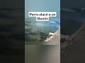Perro atacó a un tiburón