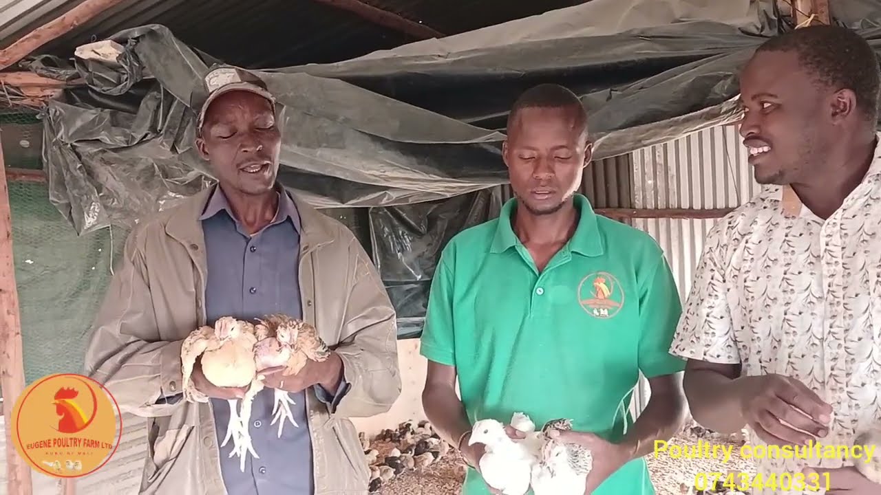 Amazing growth for kuroiler f1 breed month old 