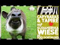 Zoo Dortmund: TAPIRE &amp; CAPYBARAS auf Südamerika-Wiese | zoos.media