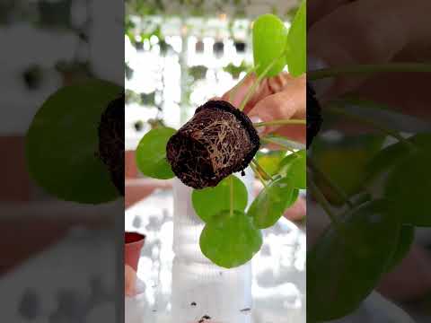 ቪዲዮ: Pilea Houseplants: Pilea አሉሚኒየም ተክልን ለመንከባከብ ጠቃሚ ምክሮች