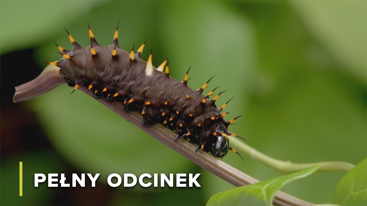 Polująca tarantula nie zna litości | Tajemnice Australijskiej Dziczy 106