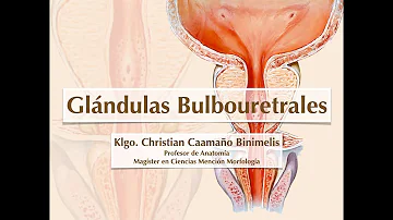 Quel est le rôle des glandes Bulbo-urétrales ?