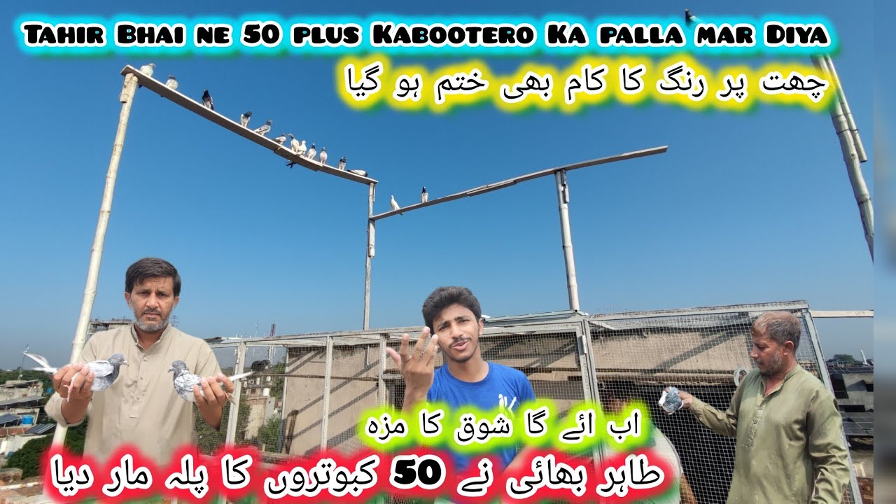 Tahir Bhai ne 50 plus Kabootero Ka palla mar Diya 🕊️ Rang Ka Kam bi khatam ho Gya 