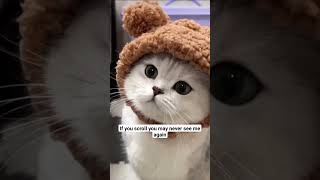 Cute cats with aww message