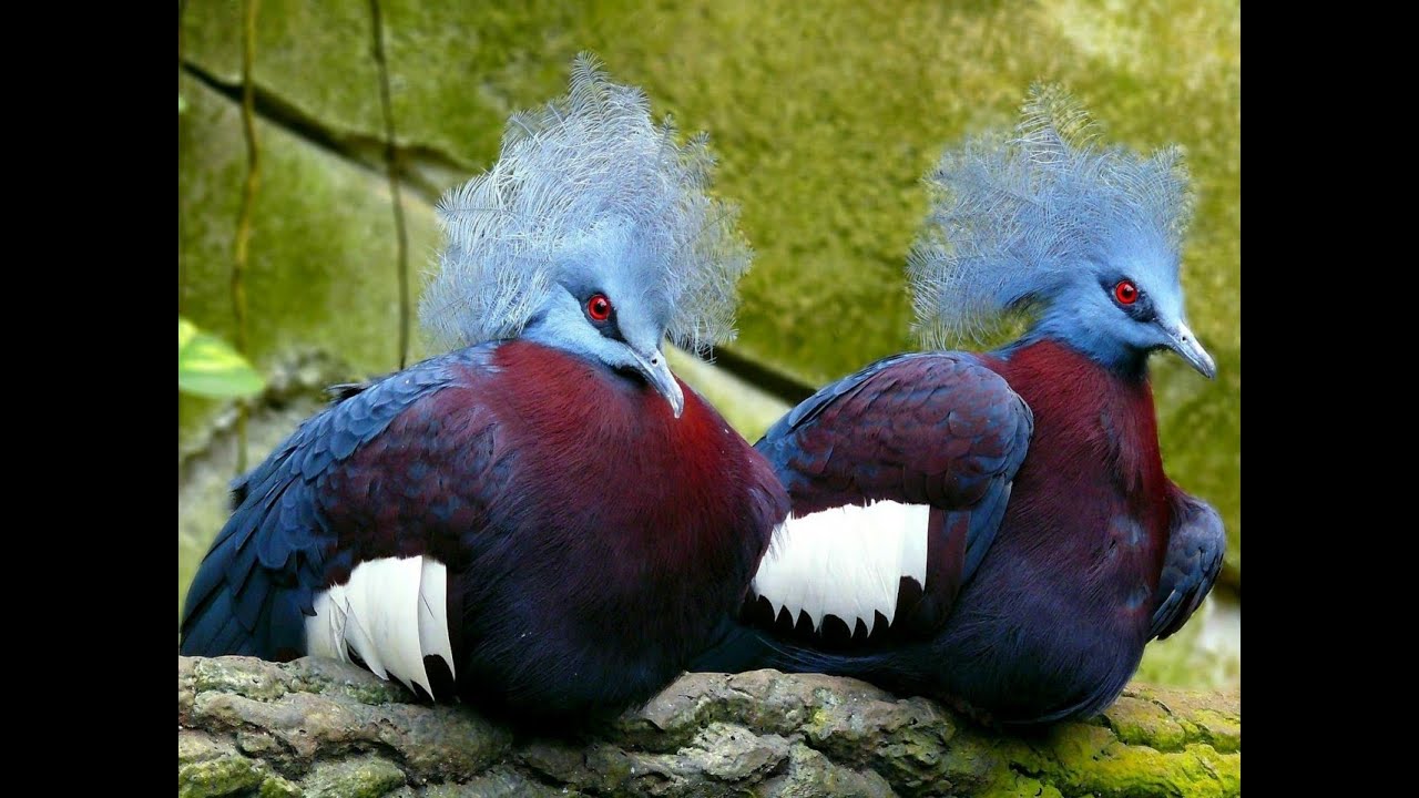 Венценосный голубь &ndash; большая красивая птица